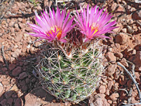 Flowering beehive cactus