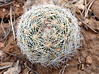 Small stem of common beehive cactus