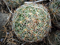 Young beehive cactus