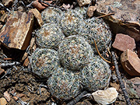 Eight beehive cactus stems