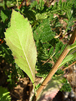 Toothed leaf