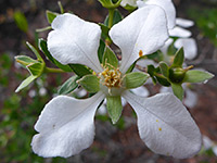 Four-petaled flower