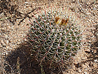 Spherical Emory barrel cactus