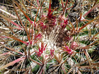 Pink spines of the San Diego barrel cactus
