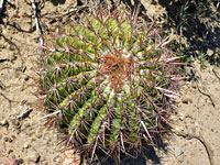 Mature cactus