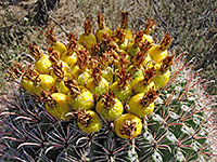 Yellow fruit of ferocactus wislizeni