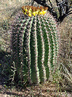 Medium-sized Arizona barrel cactus