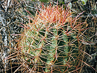 Arizona barrel cactus spines