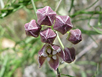 Purple buds, Purple buds of funastrum cynanchoides ssp hartwegii, in Hellhole Canyon, Anza Borrego Desert State Park, California