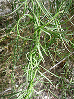 Twisted stems, Twisted stems of funastrum cynanchoides ssp hartwegii, in Hellhole Canyon, Anza Borrego Desert State Park, California