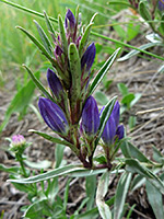 Pleated Gentian