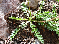 Pinnate basal leaves