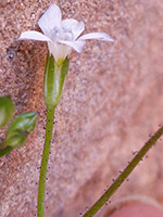 Transmontane Gily Flower