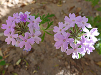 Two flower clusters