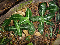 Green-Leaf Rattlesnake-Plantain