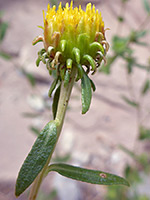 Pointed gumweed