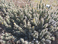 Large cluster of Kunze's club-cholla
