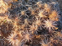 Sun on matted cholla spines