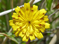 Brown-tipped yellow florets