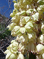 Flowers of chaparral yucca