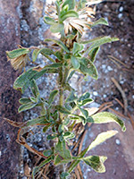 Lower stem leaves