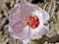 Paleface rock hibiscus