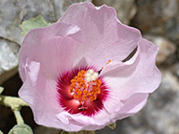 Paleface rock hibiscus