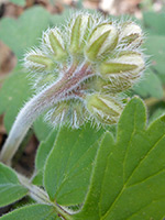 Hairy sepals