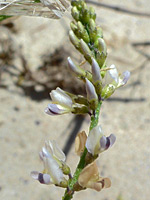 Developing inflorescence