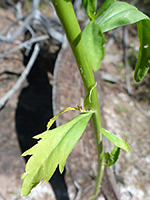Toothed leaf