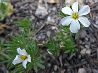 Nuttall's Linanthus