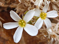 Nuttall's linanthus