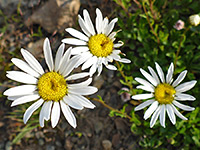 Three flowerheads