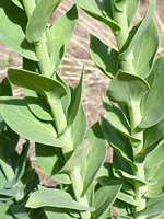 Clasping leaves