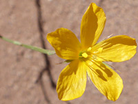 Shiny yellow petals