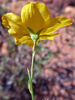 Utah yellow flax