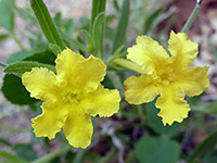 Two fringed flowers