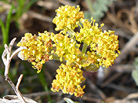 Yellow inflorescence