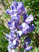Light purple flowers