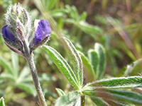 Two-Color Lupine