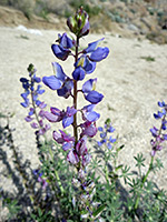 Withering flowers, Purple flowers, withering to pinkish-red; lupinus sparsiflorus in Tubb Canyon, Anza Borrego Desert State Park, California