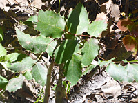 Prickly leaves