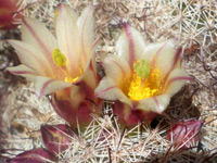Two open flowers of the strawberry cactus