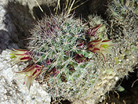 Flowering plant, Red/cream flowers of mammillaria dioica; Tubb Canyon, Anza Borrego Desert State Park, California