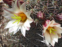 Pair of strawberry cactus flowers