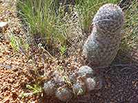 Arizona fishhook cactus, with offsets