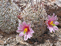 Two flowers of Graham's nipple cactus