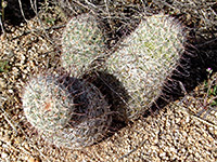 Three-stem cluster of Graham's nipple cactus