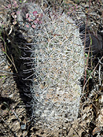 Single cactus stem