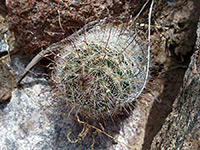 Spines of Arizona fishhook cactus